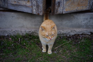 Ginger cat near old barn with the doors open