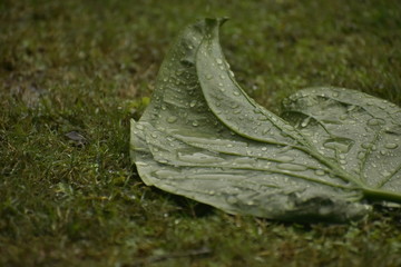 leaf in the rain