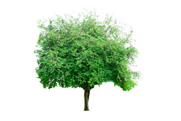 Fototapeta premium Isolated tamarind tree on white background.