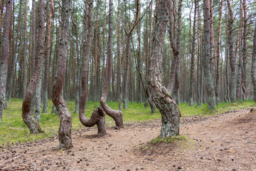 Dancing pine forest, young light forest, the earth is covered with pine needles and cones