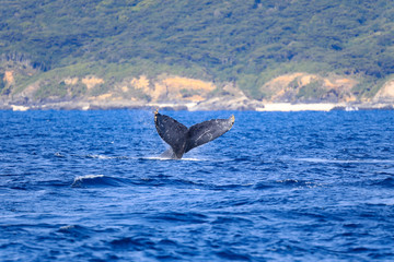 Whale watching Okinawa, Japan : 2019 January 10. You may even get a lovely sight of whales swimming with their calves during the tour. The Kerama waters around Tokashiki Island and Zamami Island.