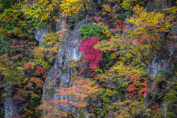 Fall foliage in autumn in Japan.