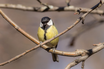 portrait of a tit