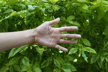 Mano