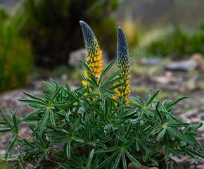  Lupinus polyphyllus flower