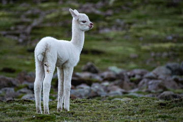  baby alpaca