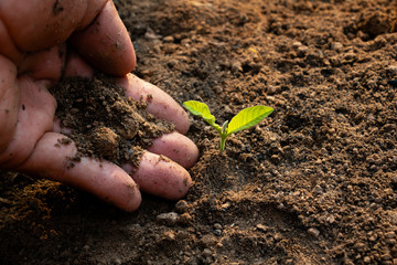 Close up hand and growing plant,Hand with young plant growing in soil on the morning.Small plants on the ground in spring,ecology,nature,Photo fresh and Agriculture  concept idea.