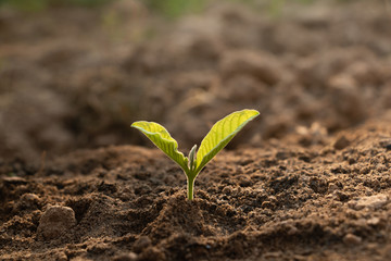 Growing plant,Young plant in the morning light on ground background, New life concept.Small plants on the ground in spring.fresh,seed,Photo fresh and Agriculture concept idea.