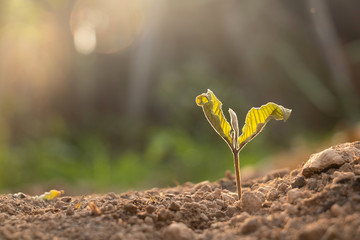 Dead plant and sun light,plant in the morning light on ground background,hope .Small plants on the ground in spring.raised bed gardening,death of growth,Photo refresh and Agriculture  concept idea.