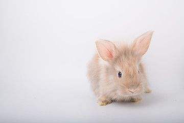 A cute little brown rabbit running on a white background.