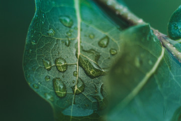 Wet Leaf