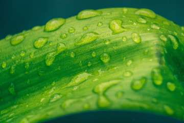 Green Wet Leaf