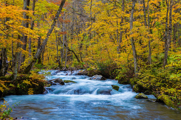 Oirase stream in autumn. The beautiful fall foliage scene along the Oirase river in Aomori.