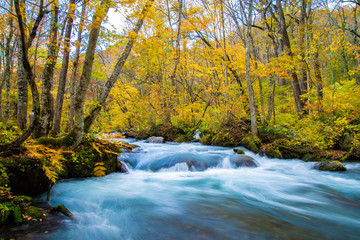 Oirase stream in autumn. The beautiful fall foliage scene along the Oirase river in Aomori.