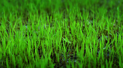 Rice is germinating on fertile soil,