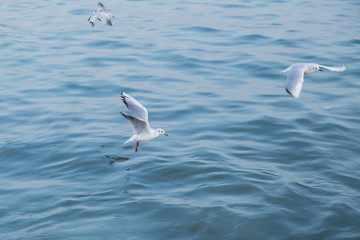 Seagulls are flying above the sea, the sky is blue and cloudless . Single seagull flying with with sea as a background .