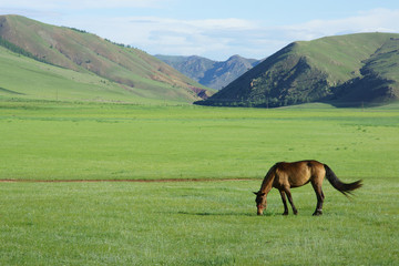 몽골 초원의 말