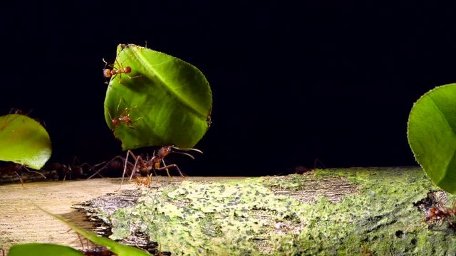 Leaf Cutter Ants (Atta sp.) slow motion carrying pieces of  leaves which are taken to the nest to grow a fungus on which the ants feed. Tiny workers termed Minims are riding on the leaves, Ecuador.