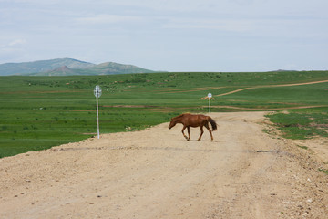 몽골평원과 길을 지나가는 말