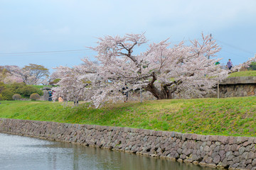 Sherry blossom is blooming in the city. Sakura is know as the iconic flower of Japan.
