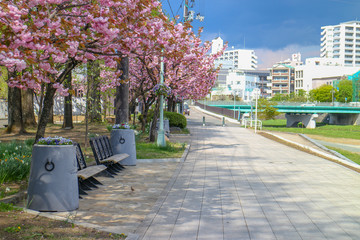 Sherry blossom is blooming in the city. Sakura is know as the iconic flower of Japan.