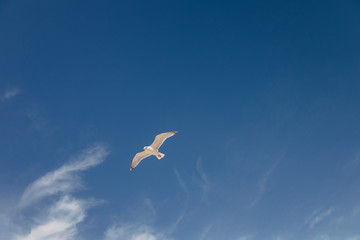 Fototapeta na wymiar Seagull flying in the sky above the ocean in Montauk