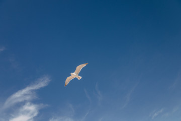 Seagull flying in the sky above the ocean in Montauk