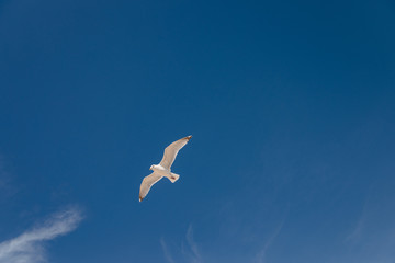 Seagull flying in the sky above the ocean in Montauk