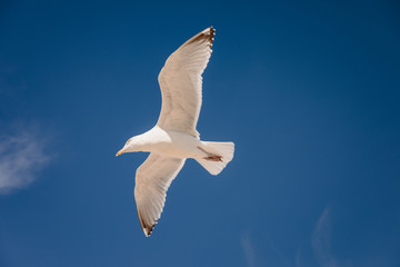 Seagull flying in the sky above the ocean in Montauk