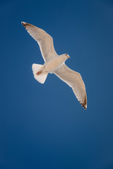 Seagull flying in the sky above the ocean in Montauk