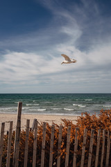 Seagull flying  in the sky above the ocean in Montauk