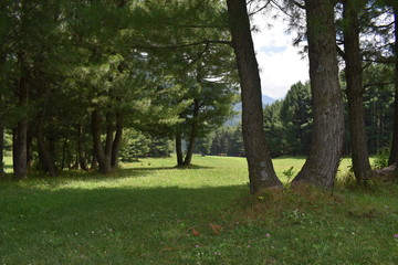 trees in the park