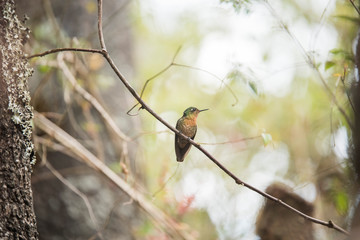 Female hummingbird standing on a branch, tyrian metaltail, Metallura tyrianthina