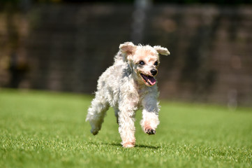 ドッグランで遊ぶトイプードル