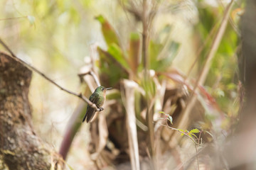 Female hummingbird standing on a branch, tyrian metaltail, Metallura tyrianthina