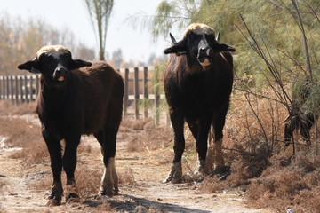 River buffalos. Species of wild ungulates reproduced in the Al Azrak reserve in Jordan. Drying marshes supplying Amman with drinking water.