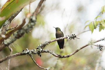 Male hummingbird standing on a branch, tyrian metaltail, Metallura tyrianthina. La Calera, Cundinamarca, Colombia