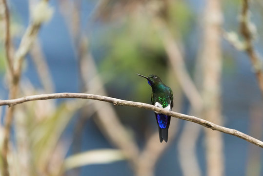 Male hummingbird perched on a branch, glowing puffleg, Eriocnemis vestita