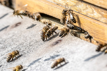 Close up of flying honey bees into beehive apiary Working bees collecting yellow pollen