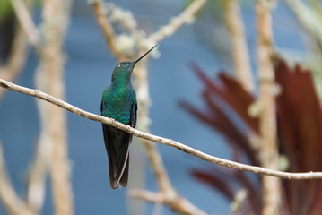 Great sapphirewing male hummingbird perched on a branch, Pterophanes cyanopterus