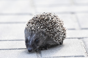 Prickly hedgehog mother with three young people looking for food on an evening walk between houses and streets of the city. Omnivore mammals active at night.
