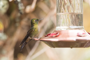 Fototapeta na wymiar Tyrian metaltail hummingbird, Metallura tyrianthina, standing on a trough
