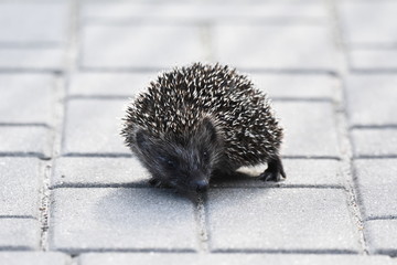 Prickly hedgehog mother with three young people looking for food on an evening walk between houses and streets of the city. Omnivore mammals active at night.