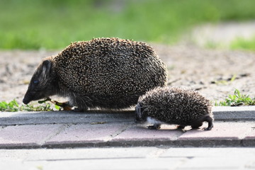 Prickly hedgehog mother with three young people looking for food on an evening walk between houses and streets of the city. Omnivore mammals active at night. © TRINGA