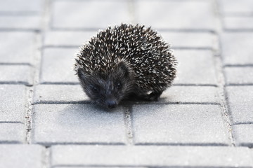 Prickly hedgehog mother with three young people looking for food on an evening walk between houses...