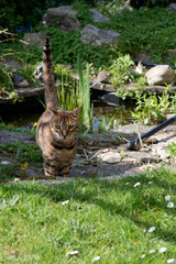 beautiful pedigree Bengal cat with tail up near a pond in a garden