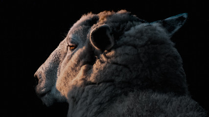 head of cow © Celina