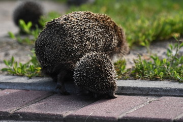 Prickly hedgehog mother with three young people looking for food on an evening walk between houses and streets of the city. Omnivore mammals active at night.