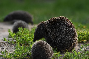Prickly hedgehog mother with three young people looking for food on an evening walk between houses...