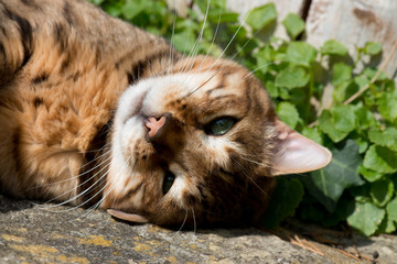 beautiful pedigree Bengal cat dozing in the sun in a garden